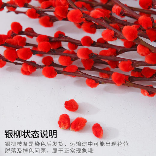 【银柳年年有！越过越富有】银柳真花鲜枝客厅干花摆件红色年宵花卉水培植物室内干枝红柳，招财旺财银柳鲜切枝。ry 商品图2