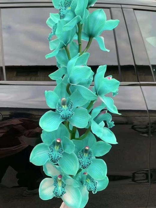 荷兰进口大花蕙兰1支 商品图8