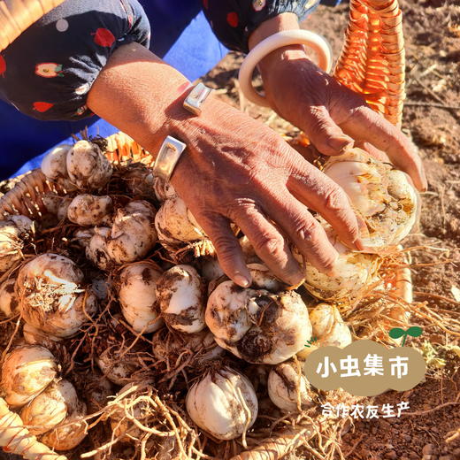 【2025年甜蜜上市】生态高原雪百合 1斤/2斤 | 合作农友生产，产自云南香格里拉，生产者：李忠青 *【公平贸易农人定价】 商品图12