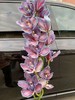 荷兰进口大花蕙兰1支 商品缩略图7