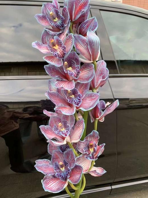 荷兰进口大花蕙兰1支 商品图7