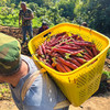 『攀枝花土胡萝卜』高山原生态种植，老品种，外观丑，清甜可口，带泥发货 商品缩略图8