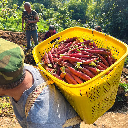 『攀枝花土胡萝卜』高山原生态种植，老品种，外观丑，清甜可口，带泥发货 商品图8