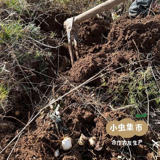 【2025年甜蜜上市】生态高原雪百合 1斤/2斤 | 合作农友生产，产自云南香格里拉，生产者：李忠青 *【公平贸易农人定价】 商品图10