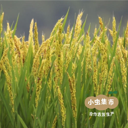 生态麦芽糖 500ml/瓶 | 合作农友生产，产自，生产者：李明攀 &【公平贸易农人定价】 商品图7