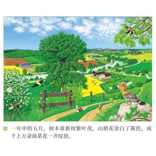 《大自然：一天·一年·一条河》三册精装自然类绘本 读库 商品图4