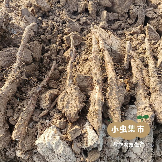 生态山药红薯粉皮 1斤/2斤/4斤 | 合作农友生产，产自河南焦作，生产者：覃怀农场 *【公平贸易农人定价】 商品图7