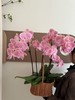 蝴蝶兰 商品缩略图1