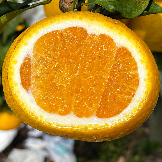 『福建甜心柚』亦橘亦柚，纯甜无酸，鲜嫩多汁，清香四溢，又名甜春桔柚 商品图2