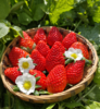 攀枝花露天冬草莓，鲜红饱满，色泽诱人，美味到家 商品缩略图2