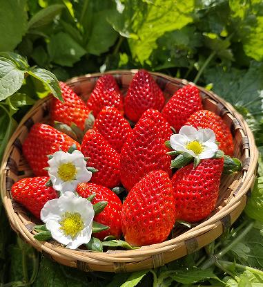 攀枝花露天冬草莓，鲜红饱满，色泽诱人，美味到家 商品图2