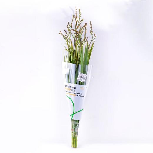 火焰兰1束 商品图2