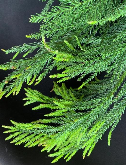 同城甄选精品花材天竺少女1扎 商品图2