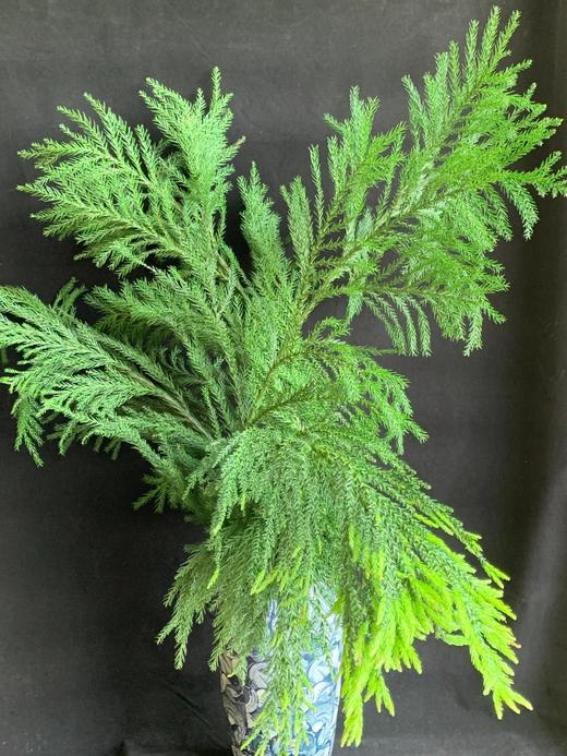 同城甄选精品花材天竺少女1扎 商品图1