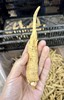 纯加拿大原产西洋参原枝 5年足龄老参 花旗参 药食同源 温性 养生上品 I百里食 商品缩略图12