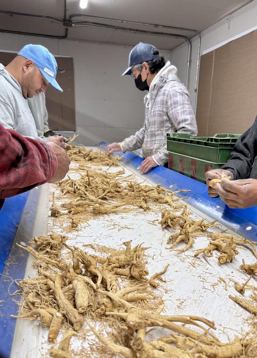 纯加拿大原产西洋参原枝 5年足龄老参 花旗参 药食同源 温性 养生上品 I百里食 商品图4