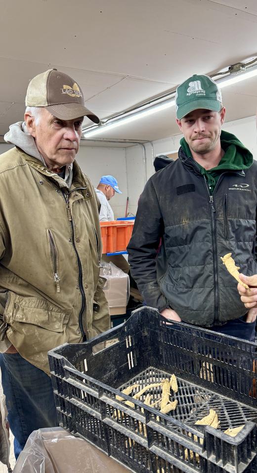 纯加拿大原产西洋参原枝 5年足龄老参 花旗参 药食同源 温性 养生上品 I百里食 商品图1