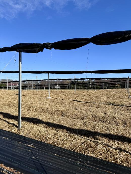 纯加拿大原产西洋参原枝 5年足龄老参 花旗参 药食同源 温性 养生上品 I百里食 商品图11