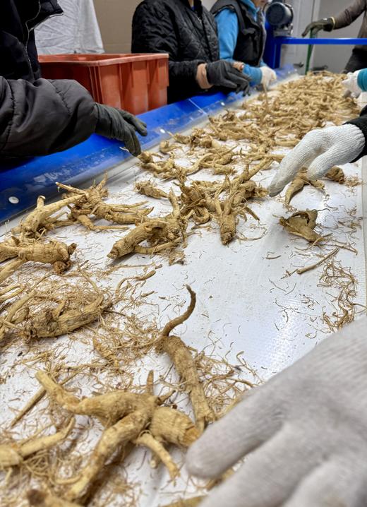 纯加拿大原产西洋参原枝 5年足龄老参 花旗参 药食同源 温性 养生上品 I百里食 商品图5