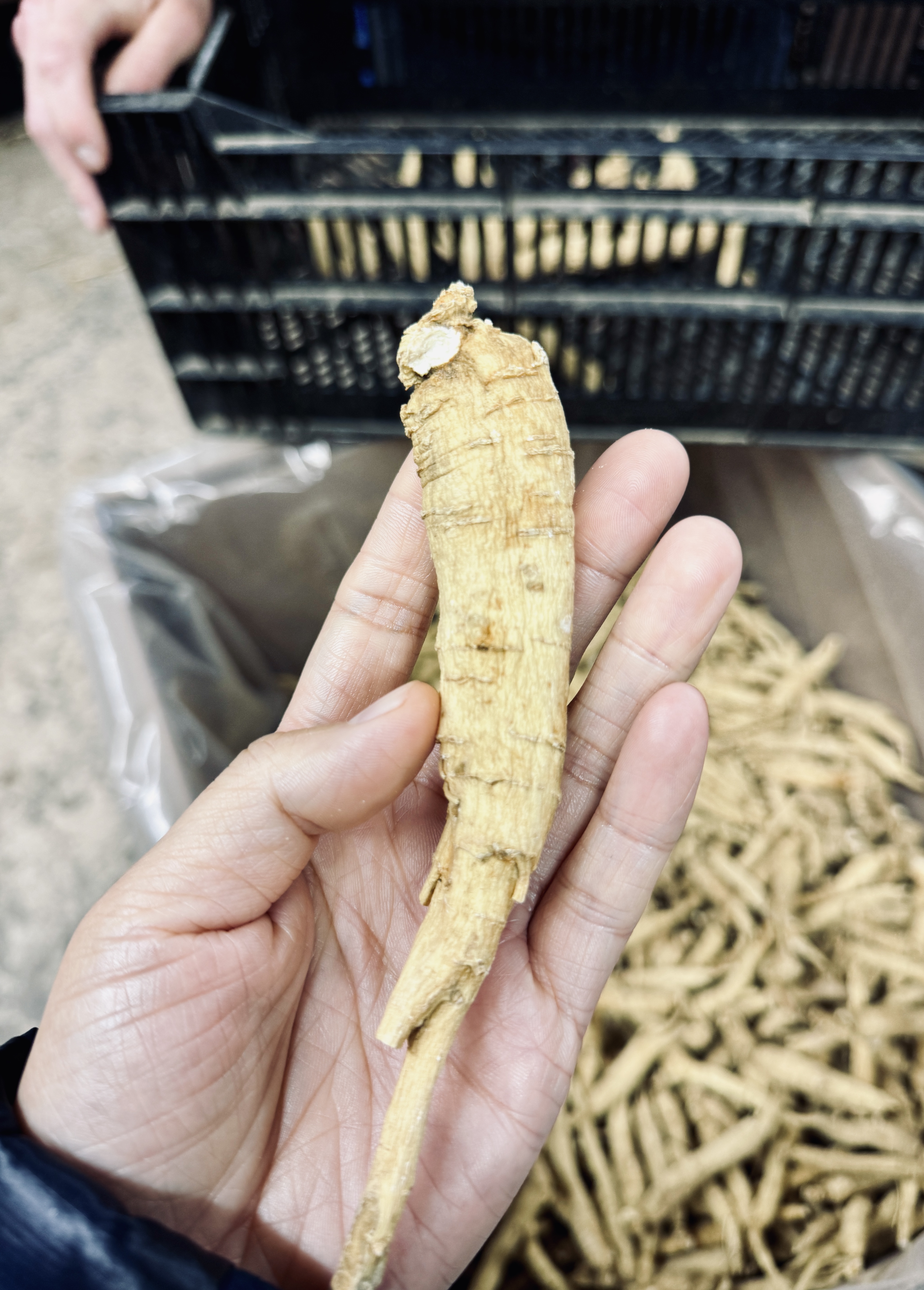 纯加拿大原产西洋参原枝 5年足龄老参 花旗参 药食同源 温性 养生上品