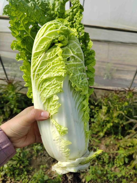 娃娃菜 商品图4