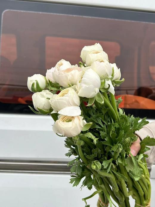 河内超级洋牡丹5支 商品图9