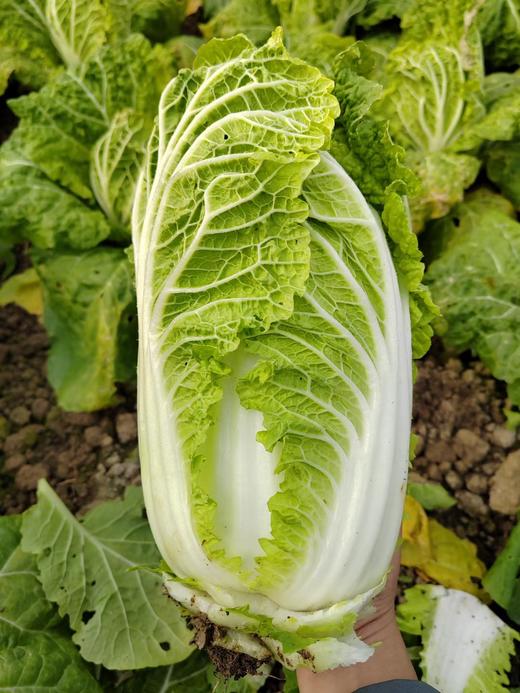 娃娃菜 商品图5