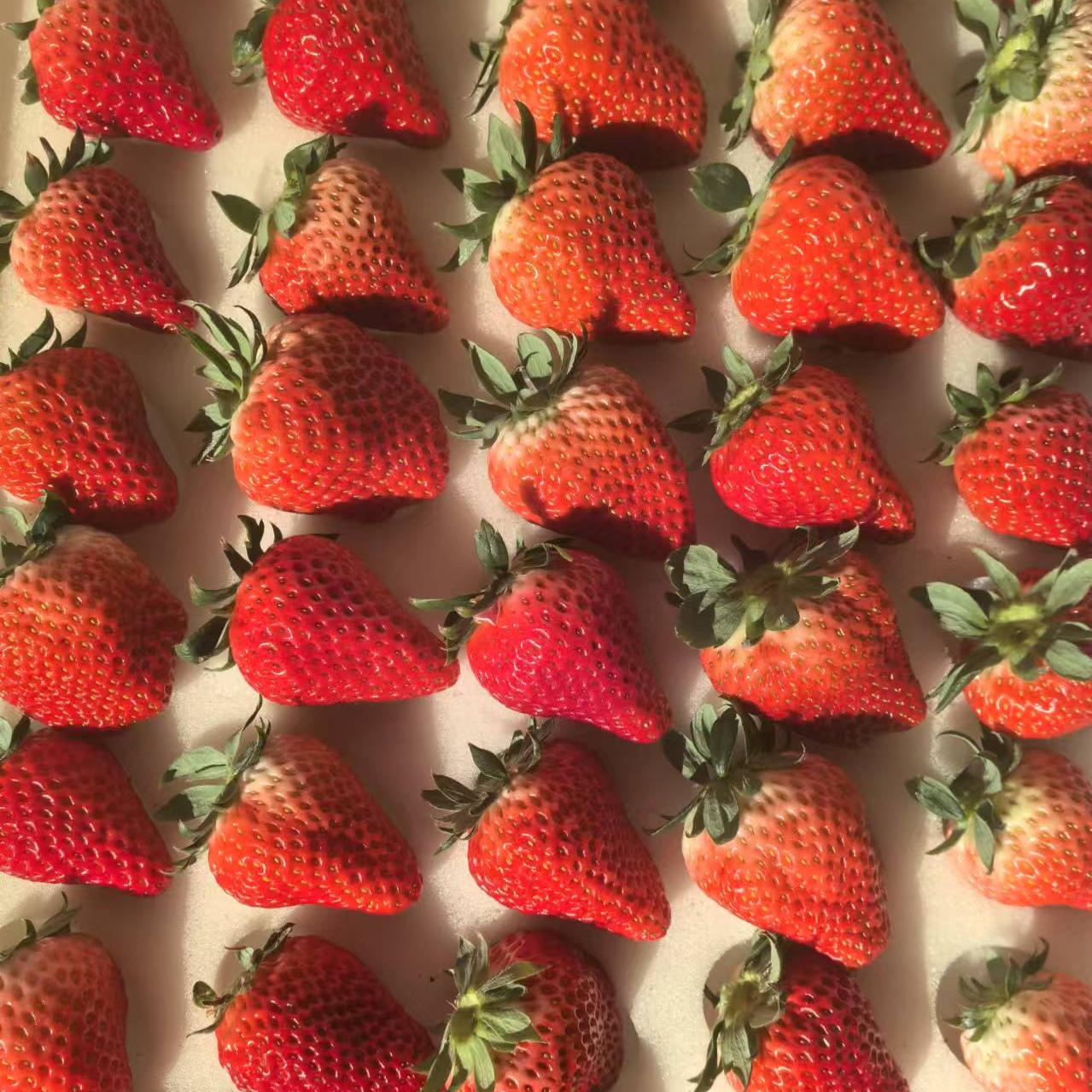 【顺丰空运】丹东红颜99号草莓 丹东产地基地现摘现发  甄选品质 每颗都是优中选优 饱满多汁  BDS