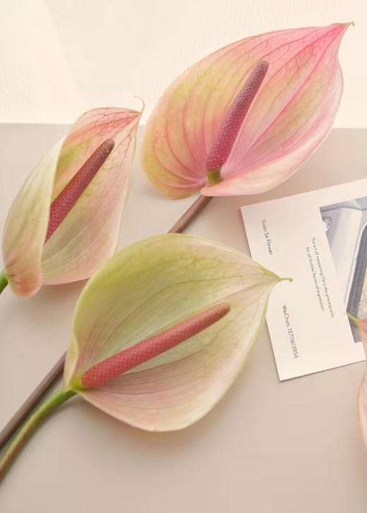 【绿光彩掌】 马雷亚 单枝 商品图1