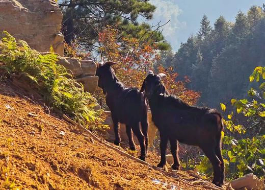 有机黑山羊｜满150元包邮｜周五发 商品图0