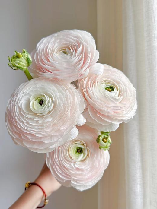 河内超级洋牡丹5支 商品图3