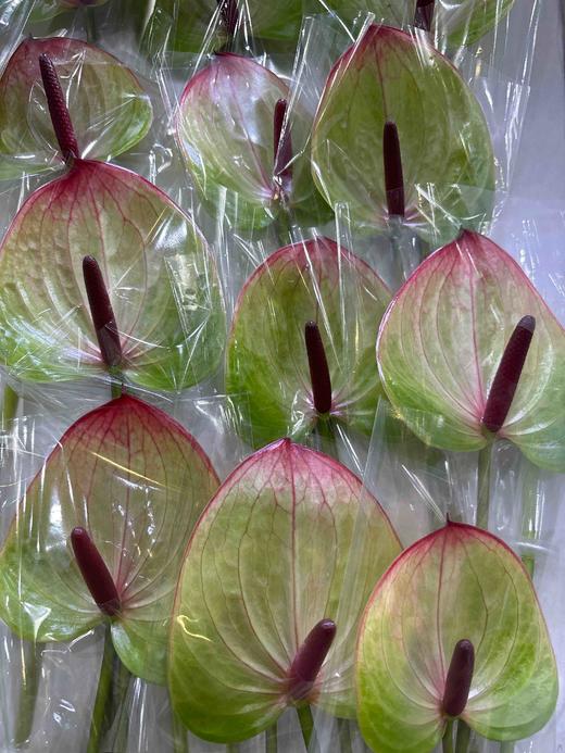 【彩掌】 福泰  单枝 商品图5