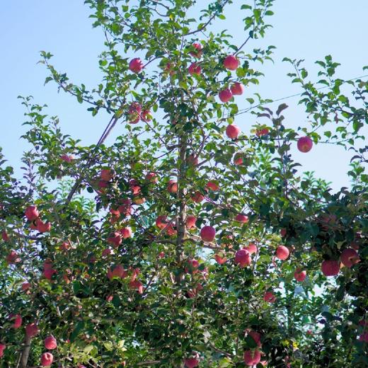 秋冈EV（高原玫瑰）苹果 商品图5