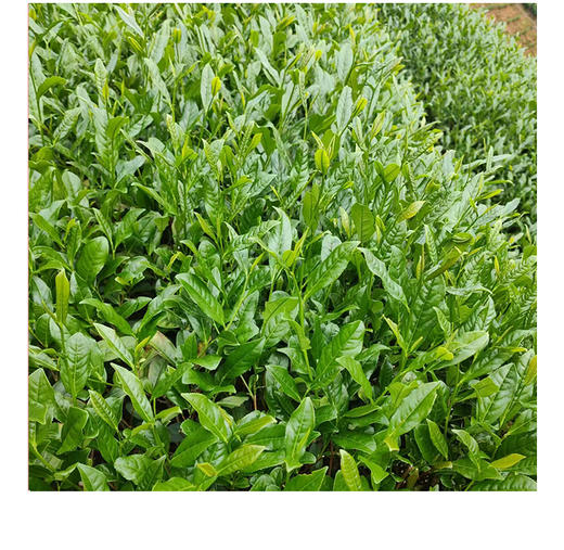 武夷核心正岩 百瑞香 荔枝木碳焙 6泡*8.3克 约50克 商品图8