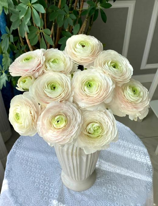 河内超级洋牡丹5支 商品图5