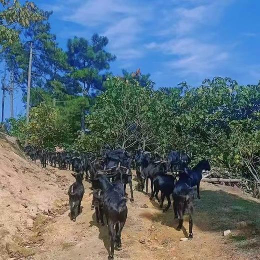 有机黑山羊｜满150元包邮｜周五发 商品图8