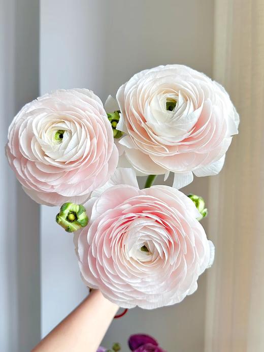 河内超级洋牡丹5支 商品图0