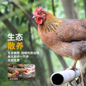 【原生态放养  自寻觅食】天农清远鸡  皮爽肉滑  肉质鲜嫩细腻
