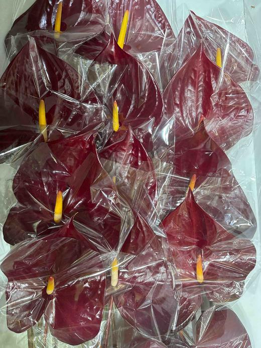 【绿光彩掌】摩卡 商品图1