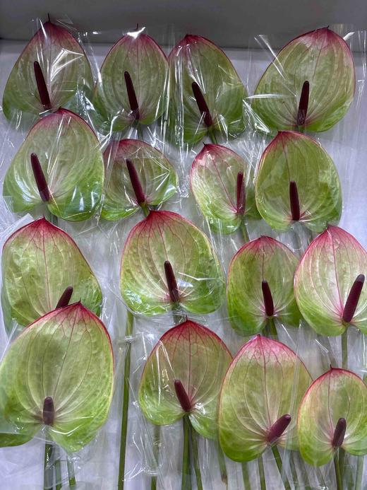 【彩掌】 福泰  单枝 商品图6