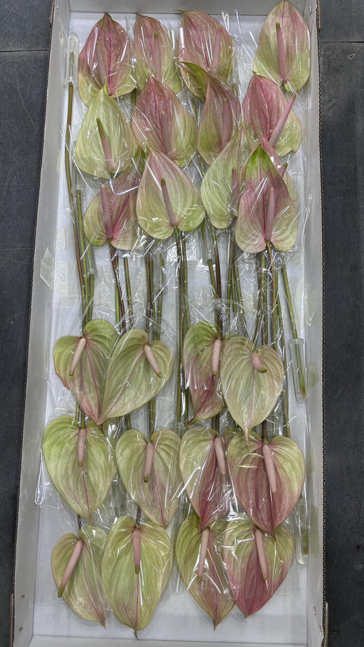 【绿光彩掌】 马雷亚 单枝 商品图6