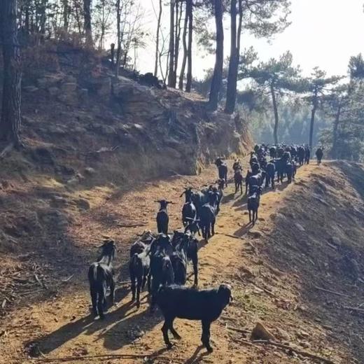 有机黑山羊｜满150元包邮｜周五发 商品图6