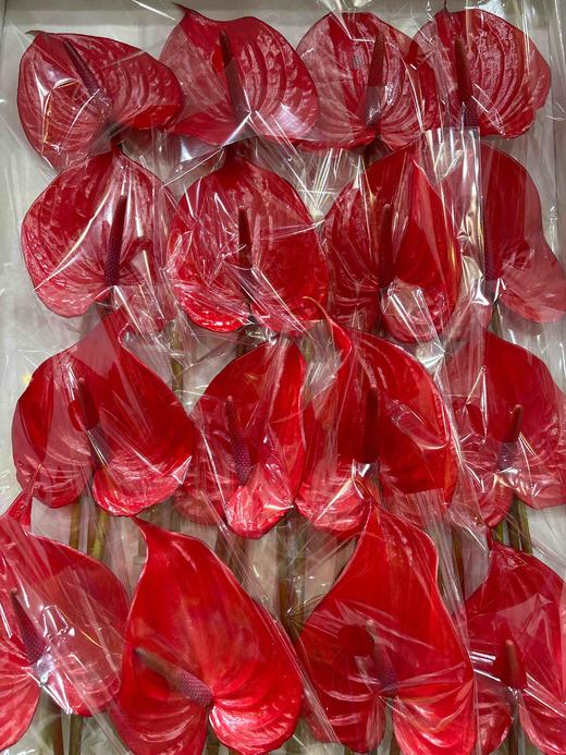 【绿光彩掌】 真爱  单枝 商品图4