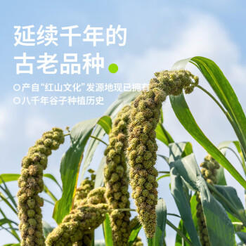 田喜粮鲜有机朝阳黑小米 含多种矿物质 粥米 月子米 小米粥 五谷杂粮450g /粮油调味 /杂粮 /谷米类 商品图2