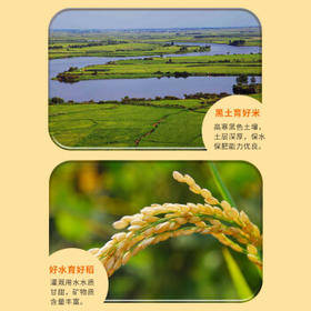 五米常香 当季新米 五常有机原粮稻花香2号五常大米有机米 东北大米 10斤  /粮油调味 /米 /稻花香米