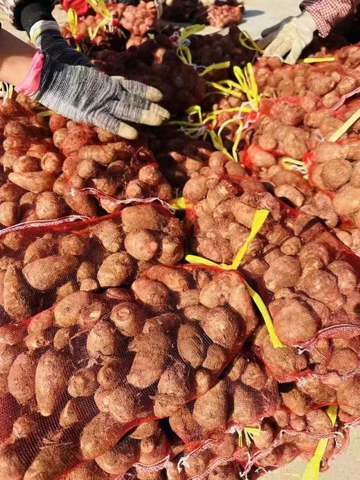 周一取货：【拉丝牛奶芋头】一袋3斤左右，营养丰富！香滑软糯，老少皆爱！ 商品图5