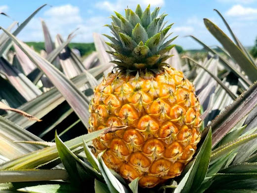 芒果凤梨🍍又香！又甜！又多汁！芒果和凤梨的完美结合，百分百纯甜！5斤/箱，3头 商品图3