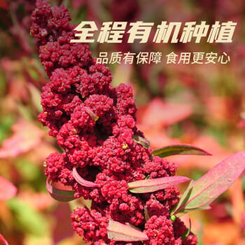 素养生活有机三色藜麦450g 红藜麦 黑藜麦 白藜麦营养搭配 轻食 杂粮粗粮 /粮油调味 /杂粮 /其他杂粮 商品图1