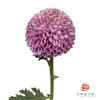 市场乒乓菊-紫  10枝1扎 商品缩略图0