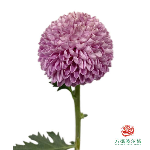 市场乒乓菊-紫  10枝1扎 商品图0